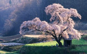 spring_blooming_tree_1680x1050
